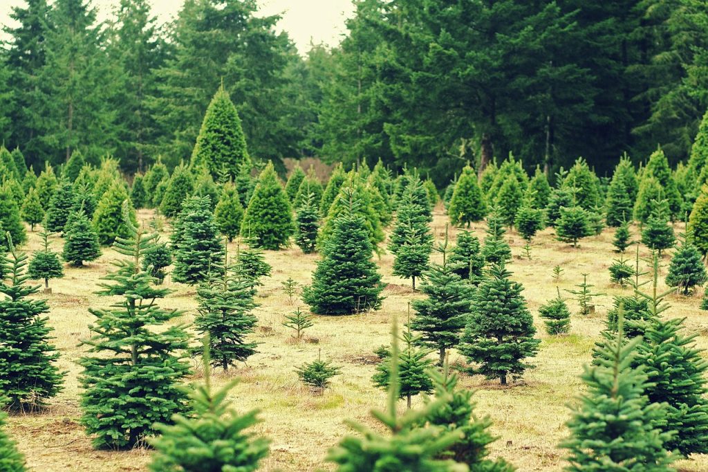 christmas, trees, xmas, farm, seasons, holidays, wallpaper, winter, green, fir, nature, hd wallpaper, evergreen, pine, mountain, country, green wallpaper